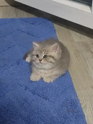 Wunderschöne BKH Kitten Bild 3