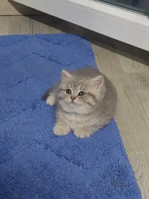 Wunderschöne BKH Kitten Bild 2