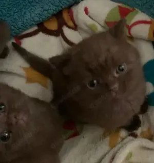 BKH kitten eine mädchen noch frei Bild 2