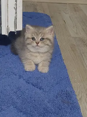 Wunderschöne BKH Kitten Bild 4