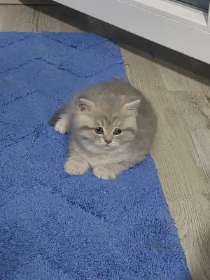 Wunderschöne BKH Kitten Bild 5