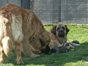 Germanische Bärenhunde 