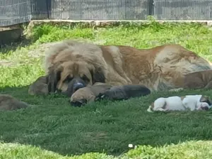 Germanische Bärenhunde  Bild 2