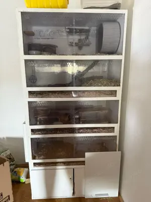 Zwei Degu Weibchen mit Schrank