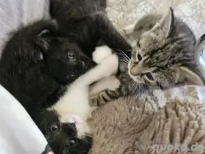     Drei zuckersüße Katzenbabys suchen ein liebevolles Zuhause   
