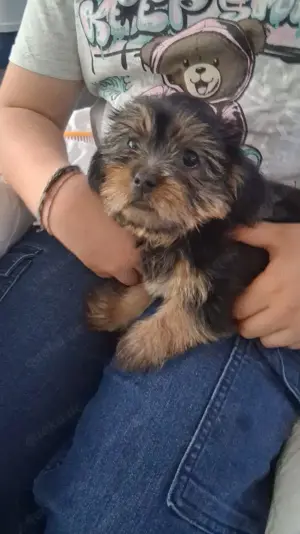 Mini Yorkshire terrier dringend zuhause gesucht 