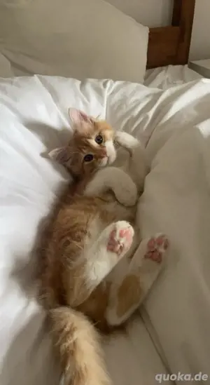 Mainecoon Mix Weibchen ab sofort in liebevollen Hände abzugeben 