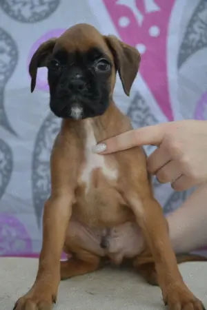  Deutsche Boxerwelpen, Rüden und Hündinnen