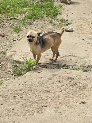 Chihuahua Hündin 