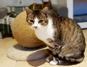 Carla - Katzendame sucht Ihr Glück
