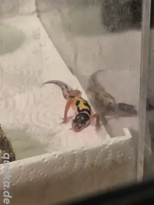 Leopardgecko Baby