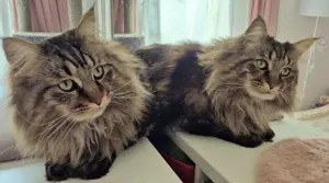Maine Coon Katze und Kater 