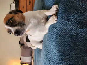 Suche neues Zuhause für meine Jack Russell mix terrier Dame