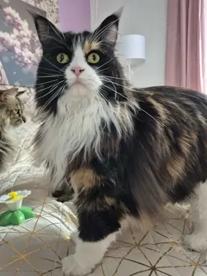 Maine Coon Katze und Kater 
