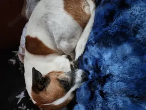 Suche neues Zuhause für meine Jack Russell mix terrier Dame