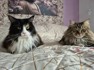 Maine Coon Kastriert 