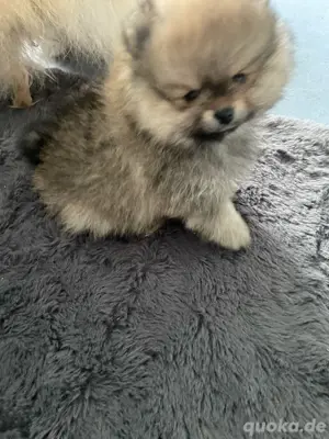 mini pomeranien spitz