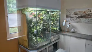 Terrarium   Regenwaldterrarium   Doppelterrarium