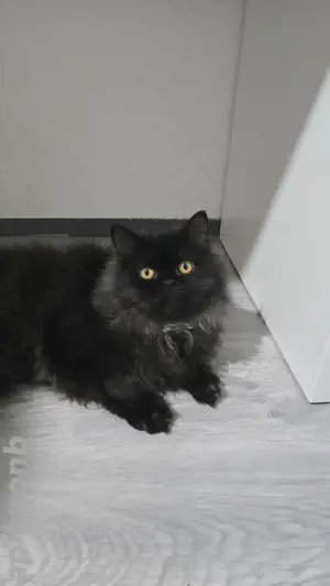 Perserkater mit Nase 