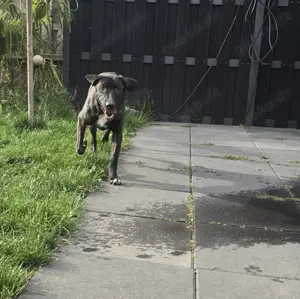 hübscher reinrassiger Hütehund Welpe Blacky sucht sein Zuhause