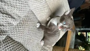 devon rex kater , Stammbaum von FIFE  Bild 4