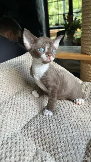 devon rex kater , Stammbaum von FIFE  Bild 6
