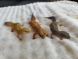 Leopardgeckos (3 Stück ) mit Terrarium 