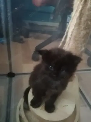 Typvoller kleiner Maine Coon Kater