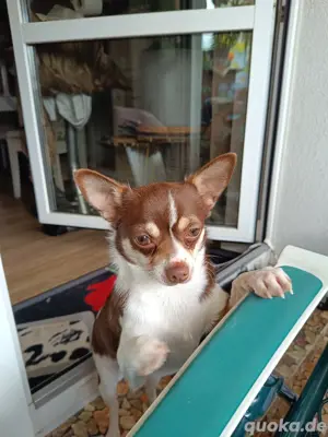 Chihuahua kein Mini 