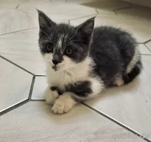 Verkaufe Die Katze