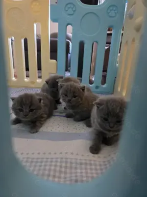 Wunderschöne reinrassige BKH Kitten 