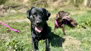 Labrador (Deckrüde)