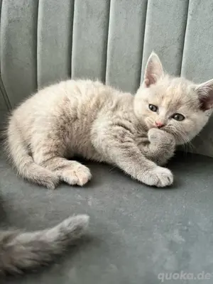 BKH Kitten sucht ein liebevolles zu Hause ab 1.7.