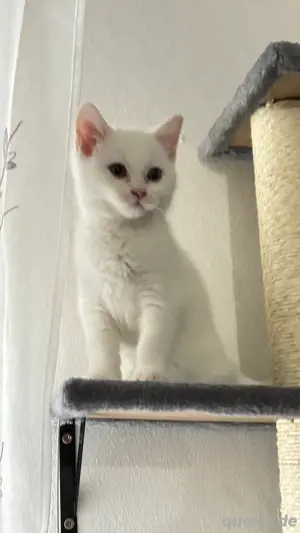 BKH. Kitten 
