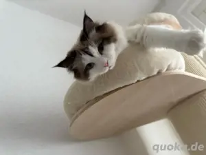 Ragdoll Katze geimpft +Kastriert