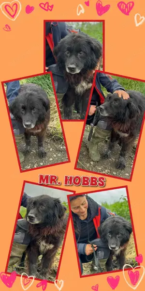 superlieber, toller, menschenbezogener Rüde "Mr. Hobbs" sucht dringend ein Zuhause 