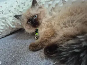 Perser Birma Kater