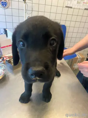 3 Labrador Welpen Showlinie  Bild 3