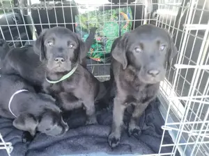 3 Labrador Welpen Showlinie  Bild 4