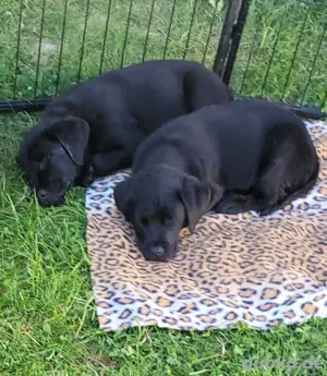 3 Labrador Welpen Showlinie  Bild 5