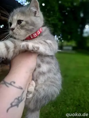 Reinrassige bkh kitten 