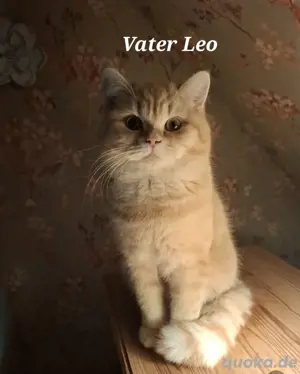 Reinrassige bkh kitten  Bild 2