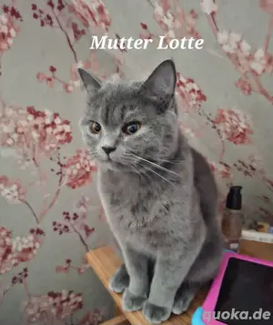 Reinrassige bkh kitten  Bild 3