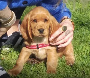 Cocker Mädchen sucht liebevolle Familie 