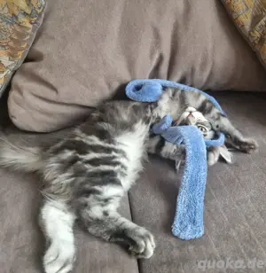 reinrassiges Maine Coon Kitten