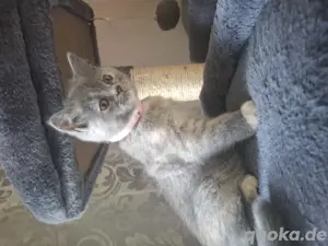 Reinrassige bkh kitten  Bild 4