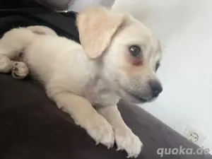 malteser bichon hündin