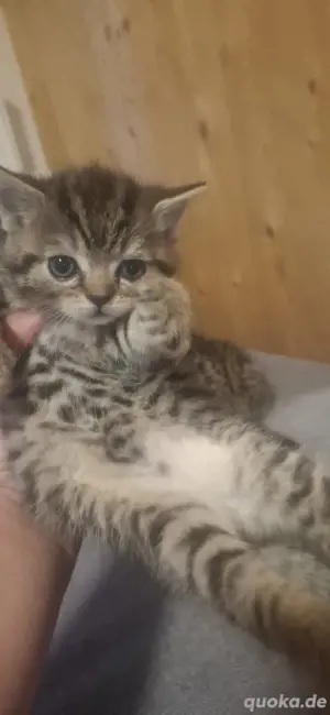 hauskatzen