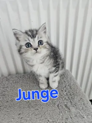 Britisch kurzhaar kitten 