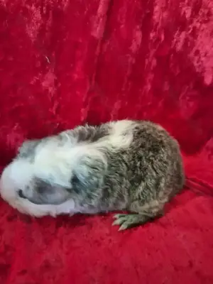 Meerschweinchen Babys 